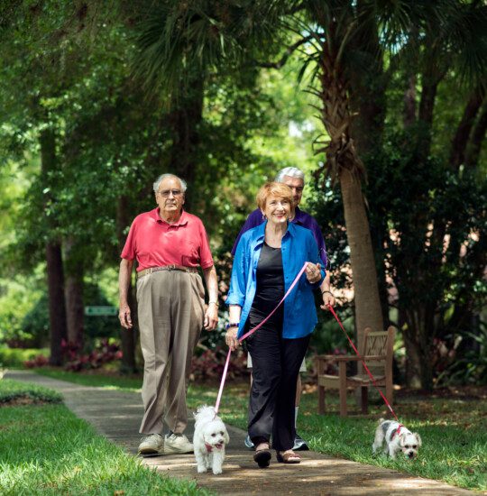 group of senior friends walk their dogs outside on a walking trail